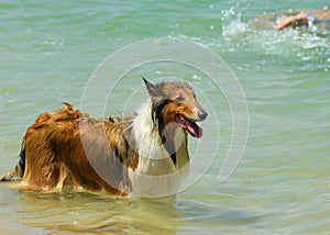 Collie Dog on Beach