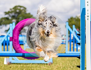 Collie dog doing agility jumping