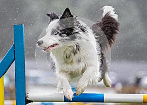 Collie dog doing agility jumping