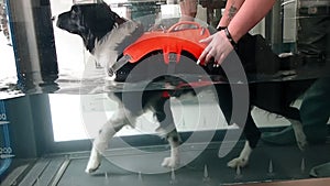 Collie dog enjoying hydrotherapy in tank.