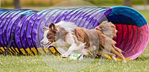 Collie dog exiting agility tunnel