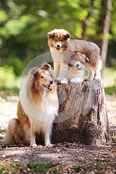 Collie dog family