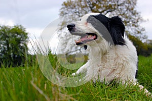 Collie dog in a field laying down