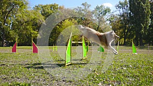 Collie dog jumping at barrier on agility training