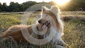 Collie dog lying down on green field at sunlight