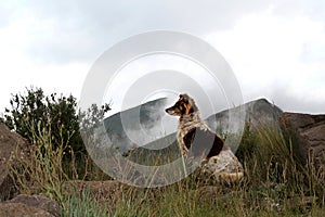 Collie dog in the misty Drakensberg mountains.