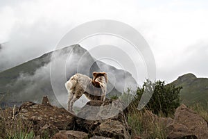 Collie dog in the misty Drakensberg mountains.