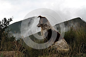 Collie dog in the misty Drakensberg mountains.