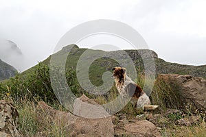 Collie dog in the misty Drakensberg mountains.