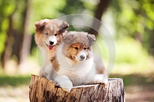 Collie dog puppies