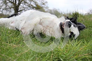 Collie dog rolling in a grass field