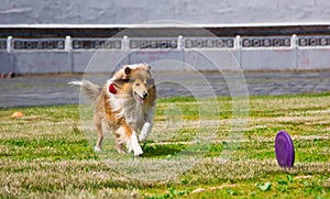 Collie dog running after a Frisbee disc competitions