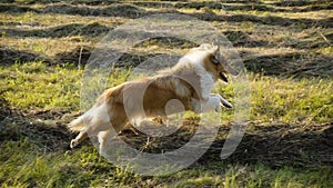 Collie dog running on green field, slow motion