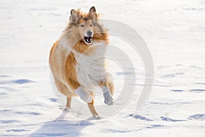 Collie dog running on snow field