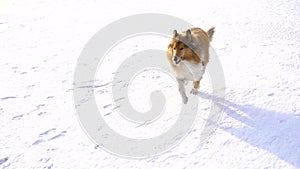 Collie dog running on snow field