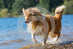 Collie dog runs at a lake