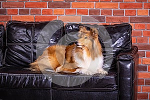 Collie dog sitting on the black sofa at home