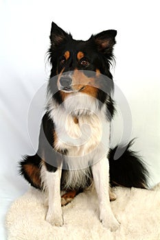 Collie Dog Sitting Expectantly