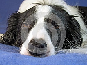 Collie Dog Sleepy