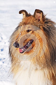 Collie dog in snow