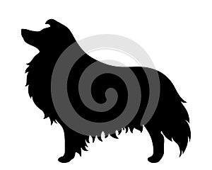 Collie dog. Vector black silhouette.