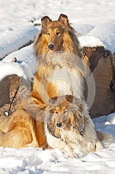 Collie dogs in snow