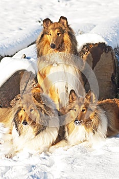 Collie dogs in snow