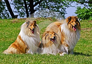 Collie family