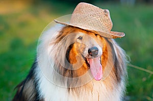 A collie in a hat