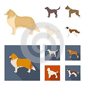 Collie, labrador, boxer, poodle. Dog breeds set collection icons in cartoon,flat style vector symbol stock illustration