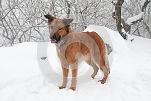 Collie like brown herding dog