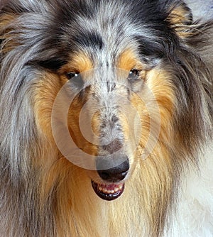 Collie marble