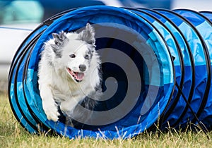Collie dog exiting agility tunnel photo