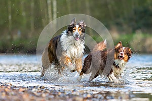 Collie-Mix dog and Australian Shepherd running in a river