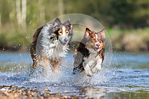 Collie-Mix dog and Australian Shepherd running in a river