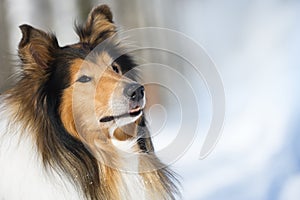 Rough Collie portrait in winter