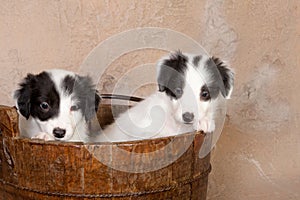 Collie puppies in a bucket