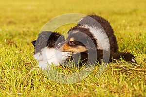 Collie puppies playing together