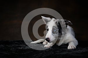 Collie Puppy in Lying on Rug