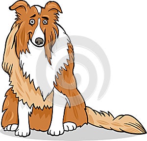 Collie purebred dog cartoon illustration