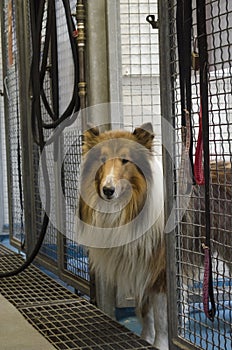 A Collie shelter dog looks out of his kennel