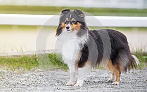 Collie. Sheltie. Stunning nice fluffy tricolor shetland sheepdog, dog outside portrait on a sunny summer day. Little