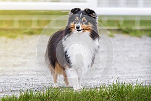 Collie. Sheltie. Stunning nice fluffy tricolor shetland sheepdog, dog outside portrait on a sunny summer day. Little