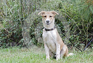 Collie Shepherd mixed breed mutt puppy dog