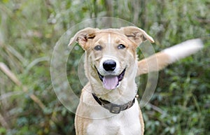 Collie Shepherd mixed breed mutt puppy dog wagging tail