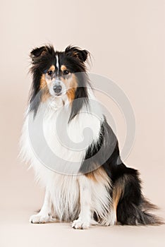 Collie sitting