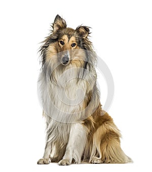 Collie sitting, isolated
