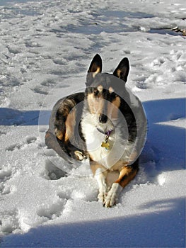 Collie on the Snow