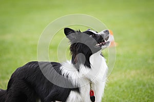 A Collie waiting of signals of his master at dog school