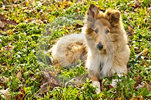 Collie whelp photo